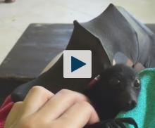 Bat getting his belly scratched