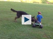Dog attacking kids big wheel