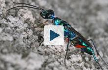 An emerald cockroach wasp or jewel wasp (Ampulex compressa)