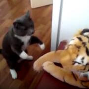 Cat with stuffed tiger