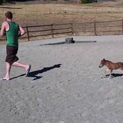Baby miniature horse chasing person