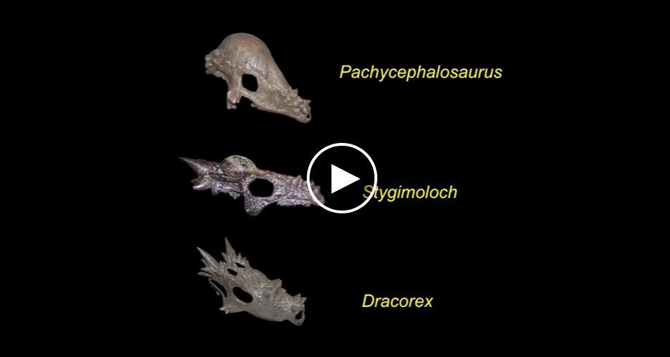 Dinosaur skulls