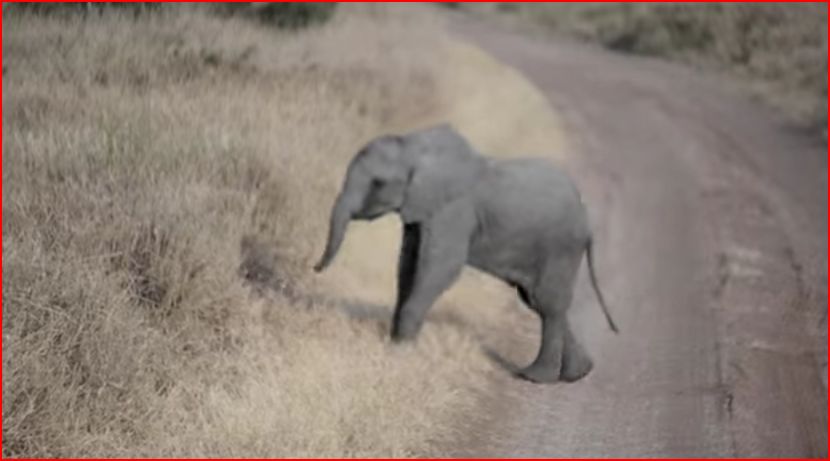 baby elephant