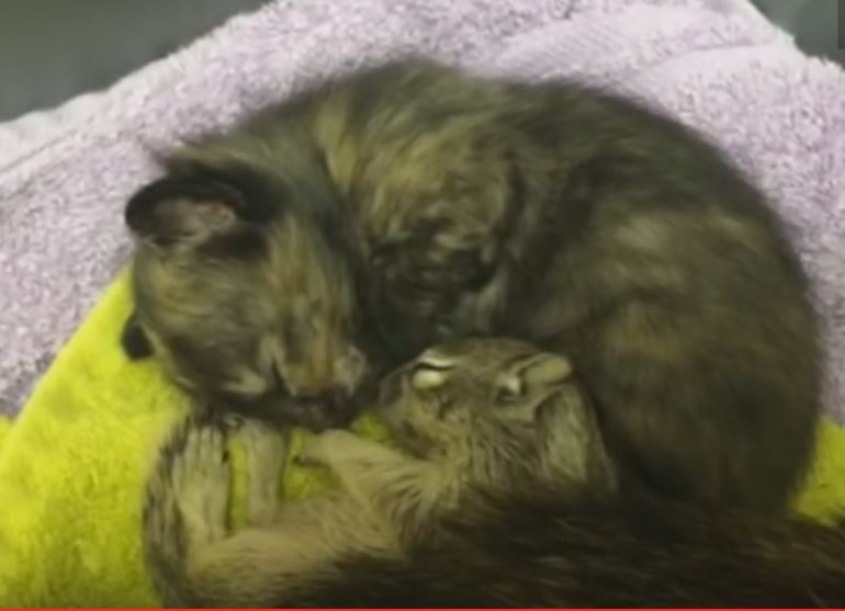 Kitten and baby squirrel snuggling