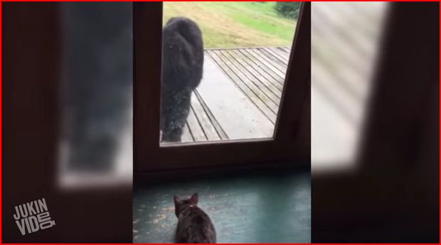 Cat vs Bear