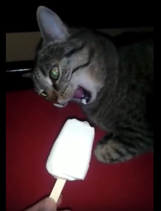 Cat with brain freeze