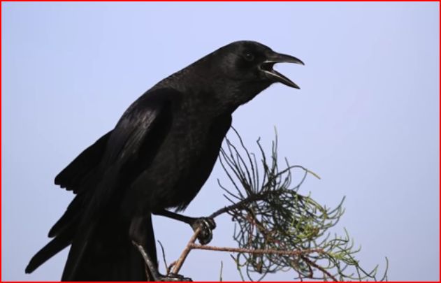 crow