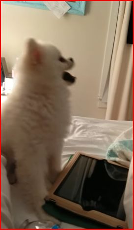 puppy sneezing