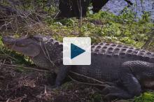 An alligator next to water