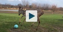 Fawn playing ball