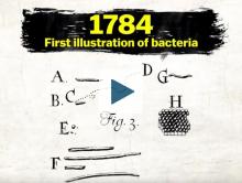 First illustration of bacteria in 1784