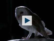 Barn Owl