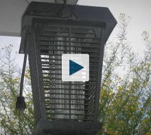 Bug Zapper Light