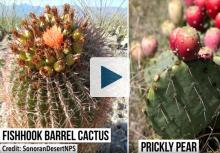 Fishhook Barrel Cactus and Prickly Pear