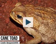 A Cane Toad