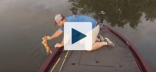 Man saving cat from river