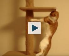 Cat hanging from scratching post