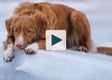 Dog laying in the snow