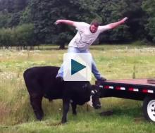 Man jumping on a cow's back