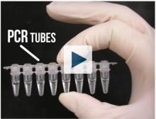 Polymerase Chain Reaction (PCR) Tubes