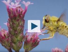 Bee on a flower