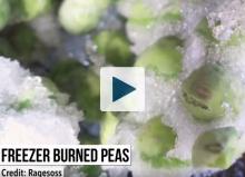 Freezer Burned Peas