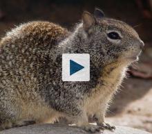 California Ground Squirrel