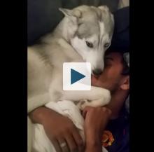 Husky sitting on sleeping man