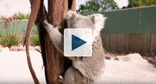 Baby koala, Imogen