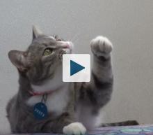 Cat with left paw raised