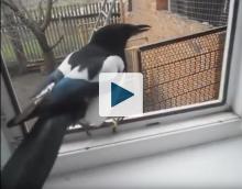 Magpie in a window