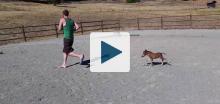 Baby miniature horse chasing person