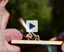 Tongue in mousetrap