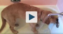 Puppy in the bath