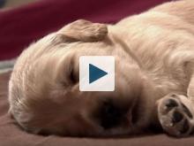 Puppy sleeping
