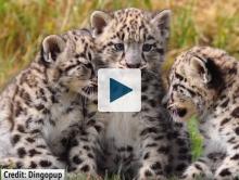 Snow Leopards