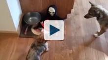 Spooky Dog Dish