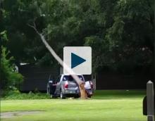 Truck being smashed by a tree