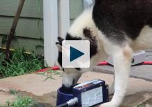 Dog drinking from water bowl