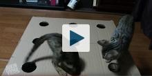 Cats playing in a cardboard box