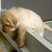 puppy