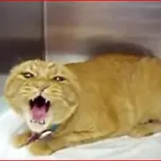 Very Angry Cat