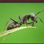 Ant