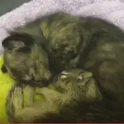 Kitten and baby squirrel snuggling