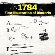 First illustration of bacteria in 1784