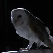 Barn Owl