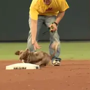 Wiener dog on the loose