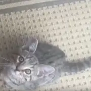 Cooper the Bengal kitten