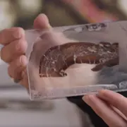 A slice of dinosaur bone on a slide