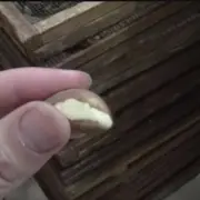 Hand holding a Brazil nut